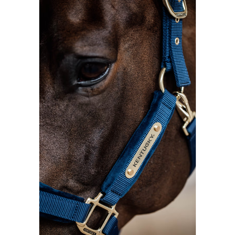 Kentucky Velvet Headcollar - Navy-2
