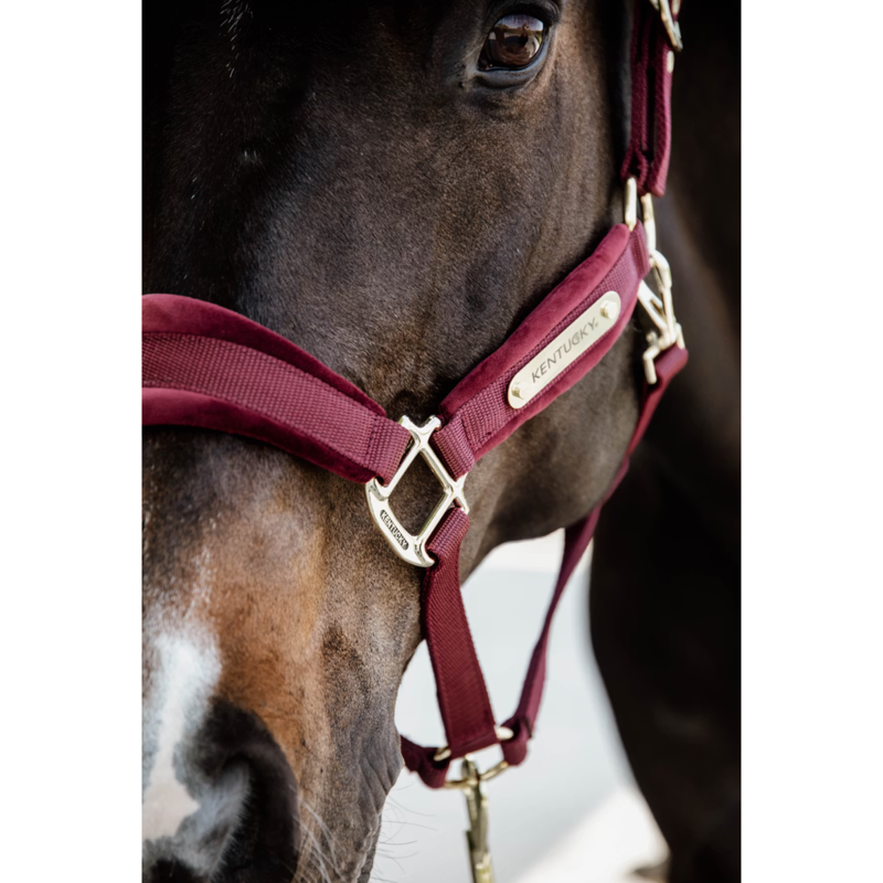 Kentucky Velvet Headcollar - Bordeaux-3