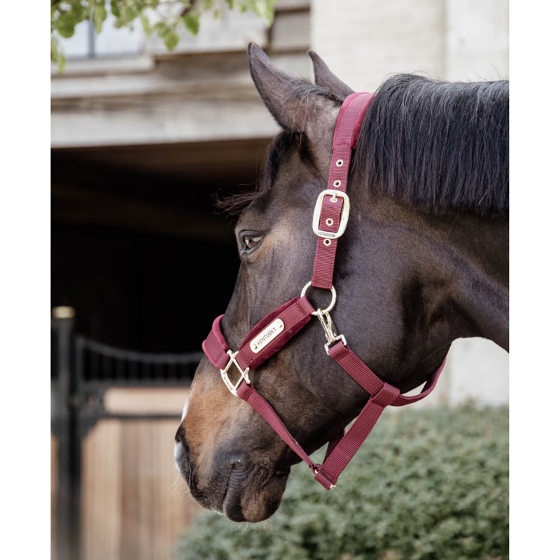 Kentucky Velvet Headcollar - Bordeaux-2