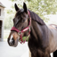 Kentucky Velvet Headcollar - Bordeaux