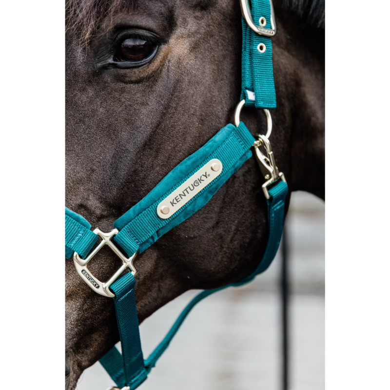 Kentucky Velvet Headcollar - Emerald-3