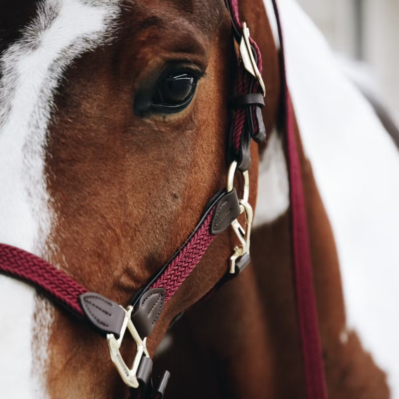 Kentucky Plaited Nylon Headcollar - Bordeaux-3