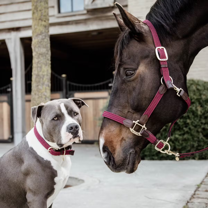 Kentucky Plaited Nylon Headcollar - Bordeaux-4