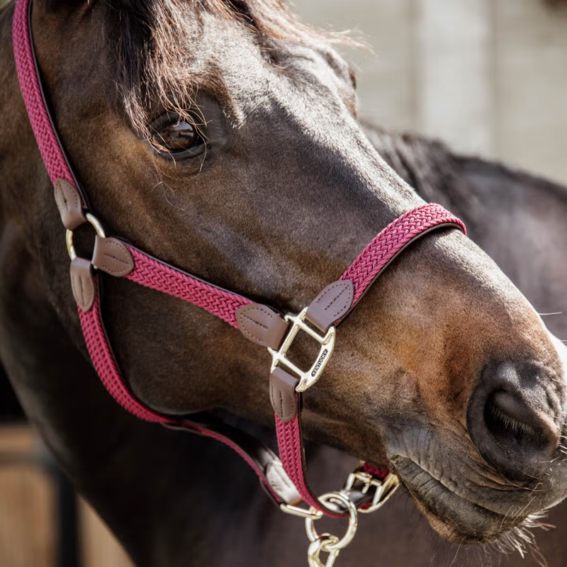 Kentucky Plaited Nylon Headcollar - Bordeaux-2