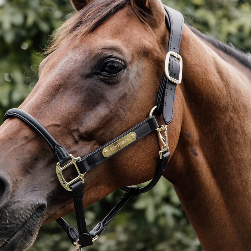 Kentucky Leather Anatomic Headcollar - Black-4