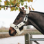 Kentucky Sheepskin Shipping Headcollar - Natural