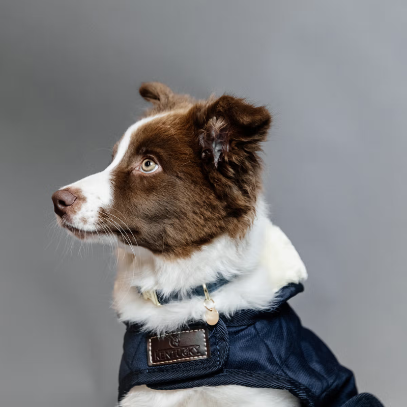 Kentucky Dog Coat - Navy-3