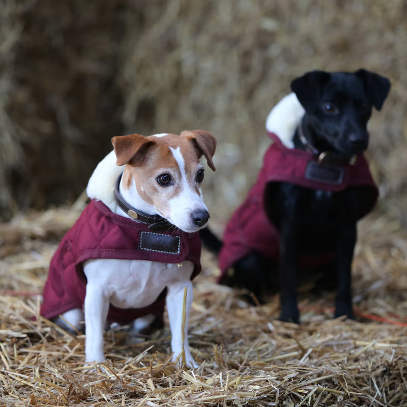 Kentucky Dog Coat - Bordeaux-3