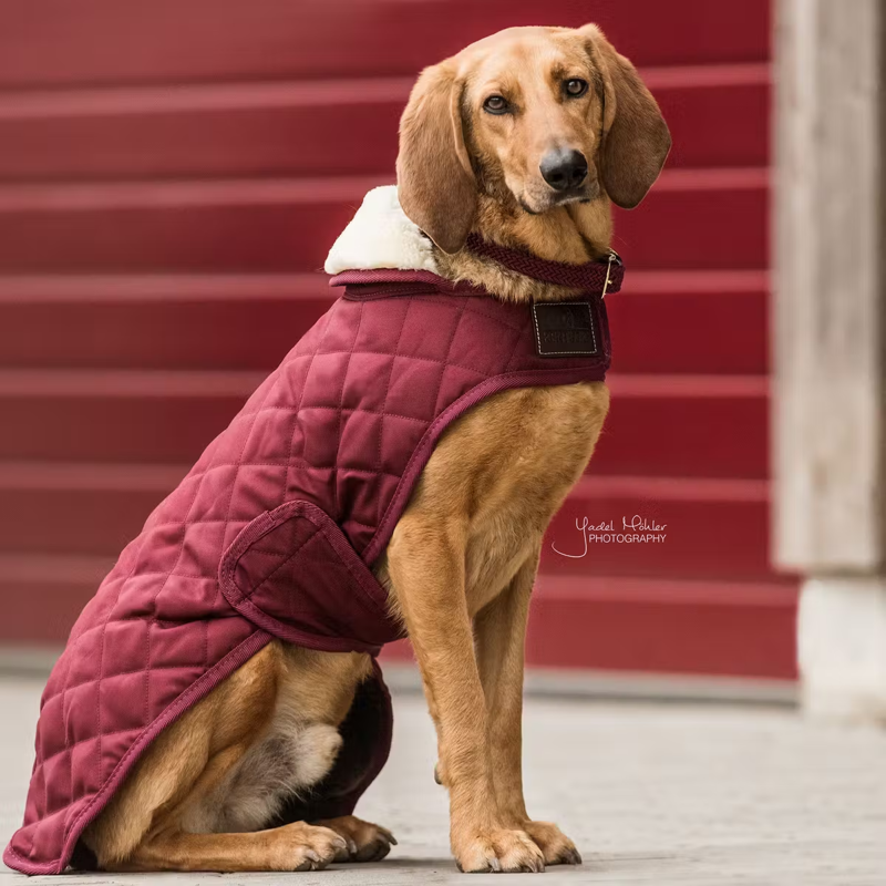 Kentucky Dog Coat - Bordeaux-1