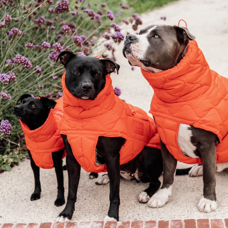 Kentucky Winter Pina Dog Coat - Orange-1