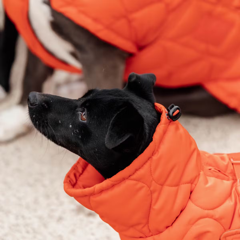 Kentucky Winter Pina Dog Coat - Orange-3
