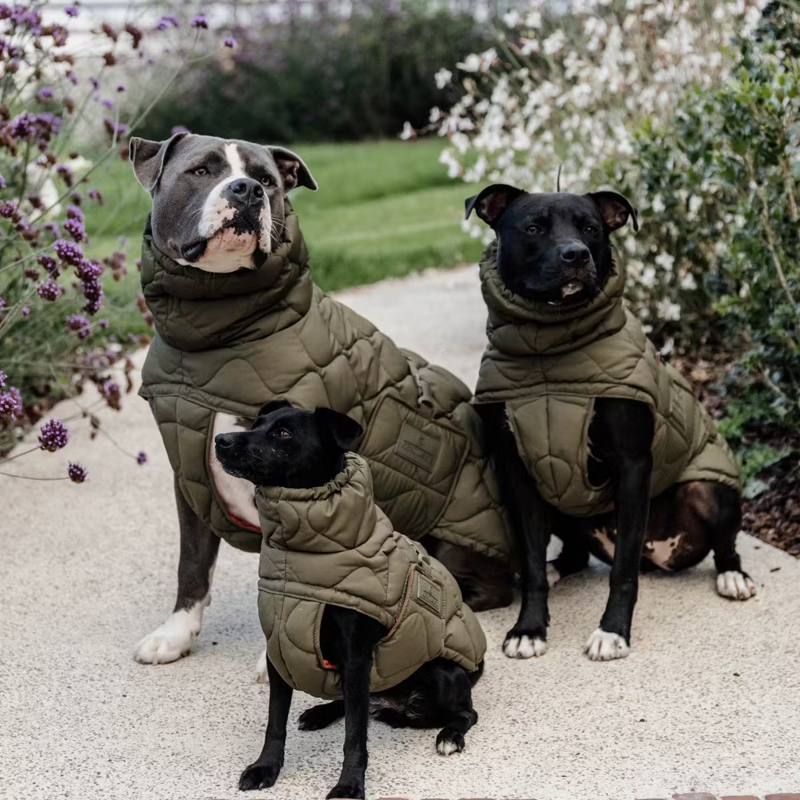 Kentucky Winter Pina Dog Coat - Pine Green-1
