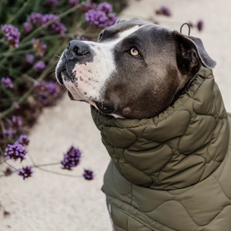 Kentucky Winter Pina Dog Coat - Pine Green-2