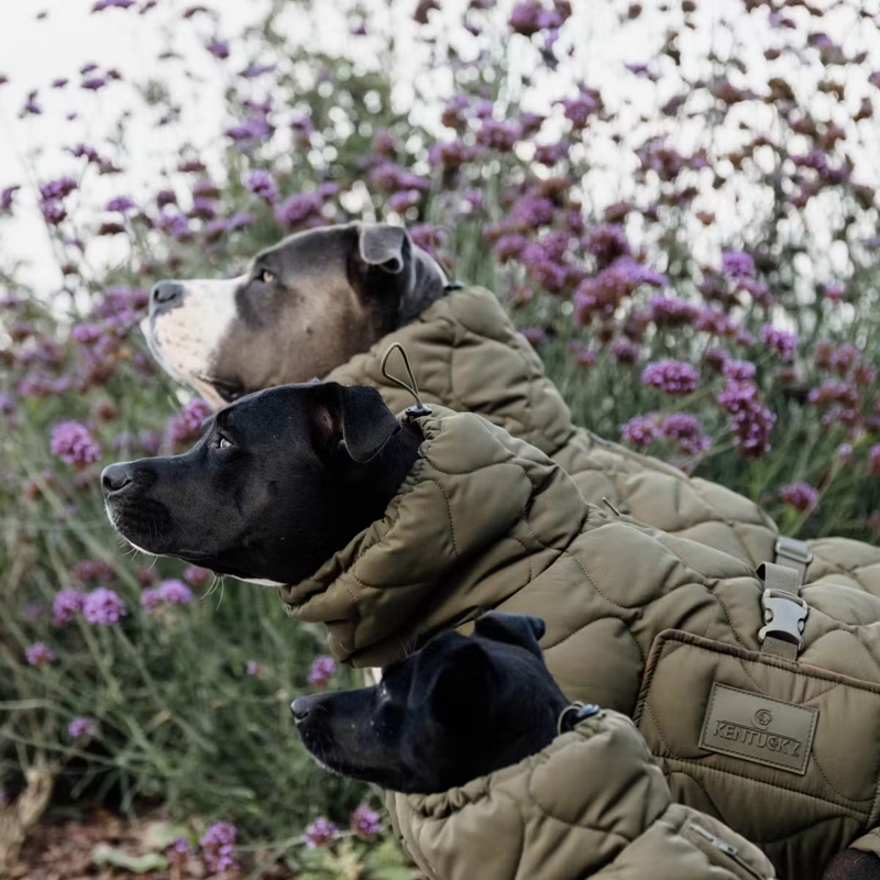 Kentucky Winter Pina Dog Coat - Pine Green-3