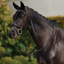 Dublin Padded Mono Crown Patent Flash Bridle - Brown