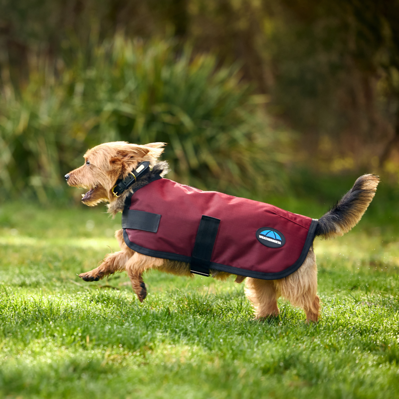 WeatherBeeta ComfiTec Classic Waterproof Dog Coat - Burgundy-3
