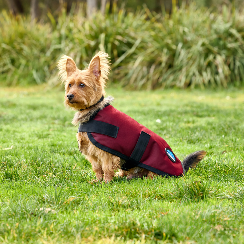 WeatherBeeta ComfiTec Classic Waterproof Dog Coat - Burgundy-4
