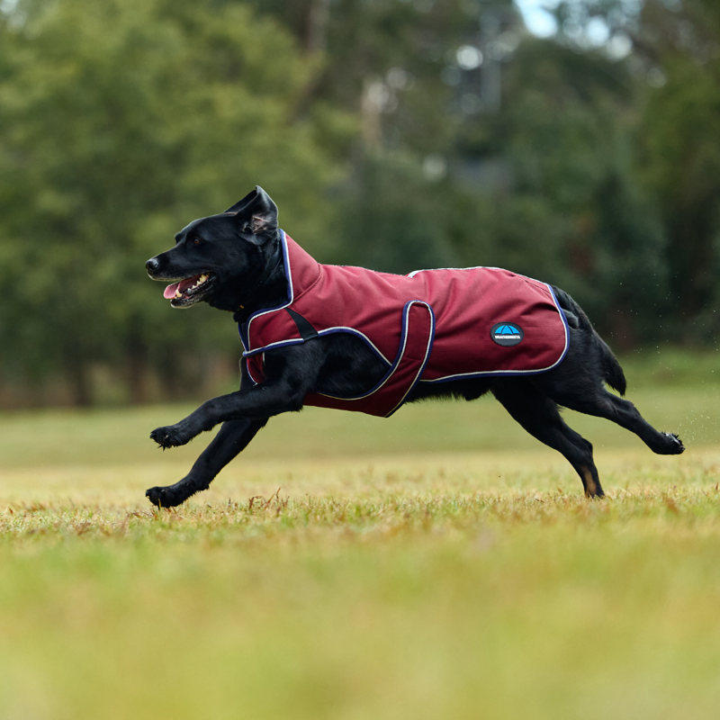 WeatherBeeta ComfiTec Premier Deluxe Waterproof Dog Coat - Burgundy/Navy-2