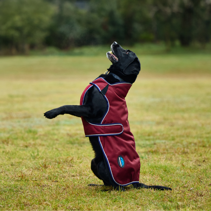 WeatherBeeta ComfiTec Premier Deluxe Waterproof Dog Coat - Burgundy/Navy-3