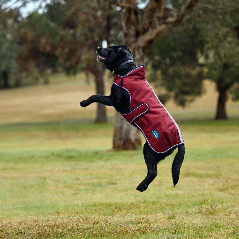 WeatherBeeta ComfiTec Premier Deluxe Waterproof Dog Coat - Burgundy/Navy-4