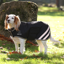 Shires Digby And Fox Waterproof Dog Coat - Black