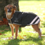 Shires Digby And Fox Waterproof Dog Coat - Green