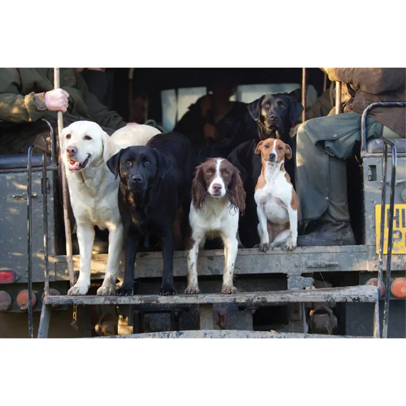 Countryside Greetings Beaters Bus Card