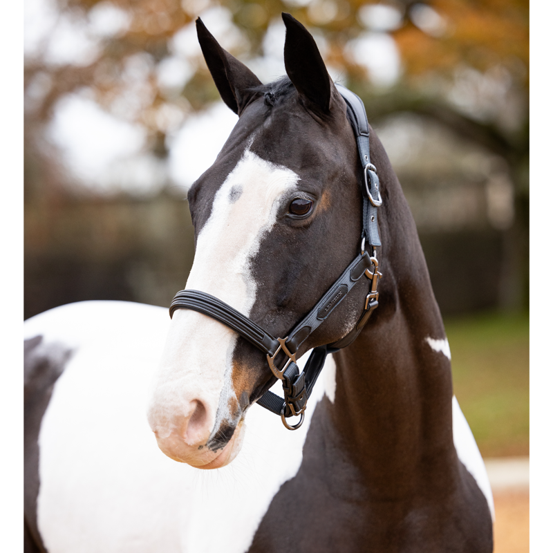 LeMieux Capella Headcollar - Petrol-1