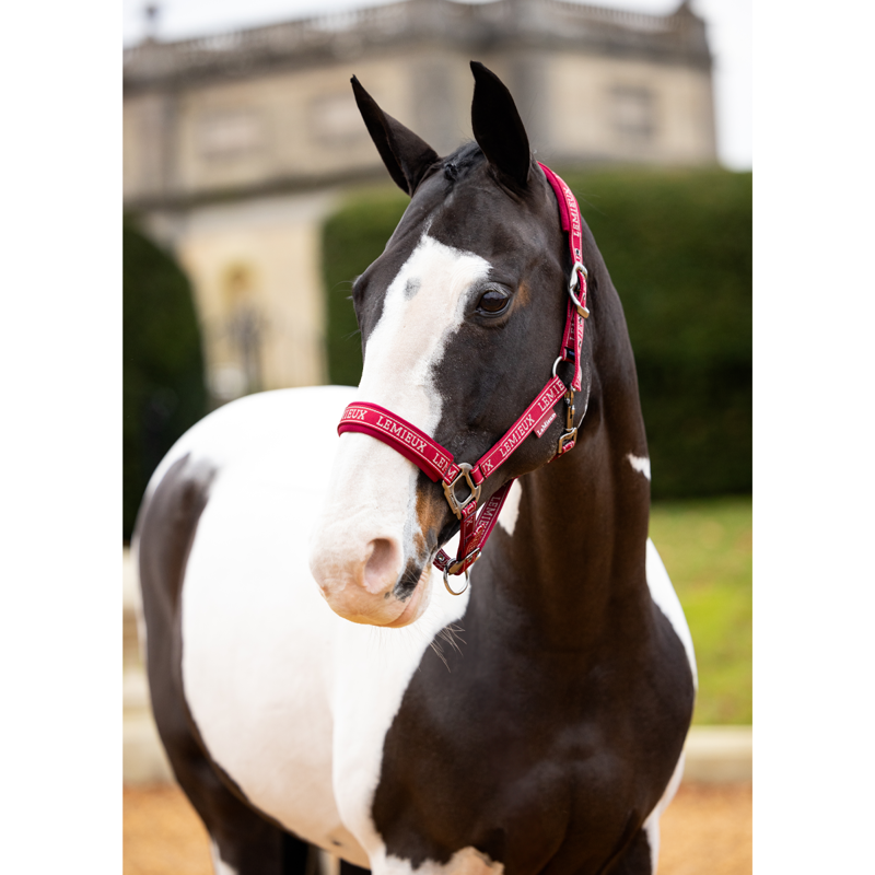 LeMieux Logo Headcollar - Ember-1