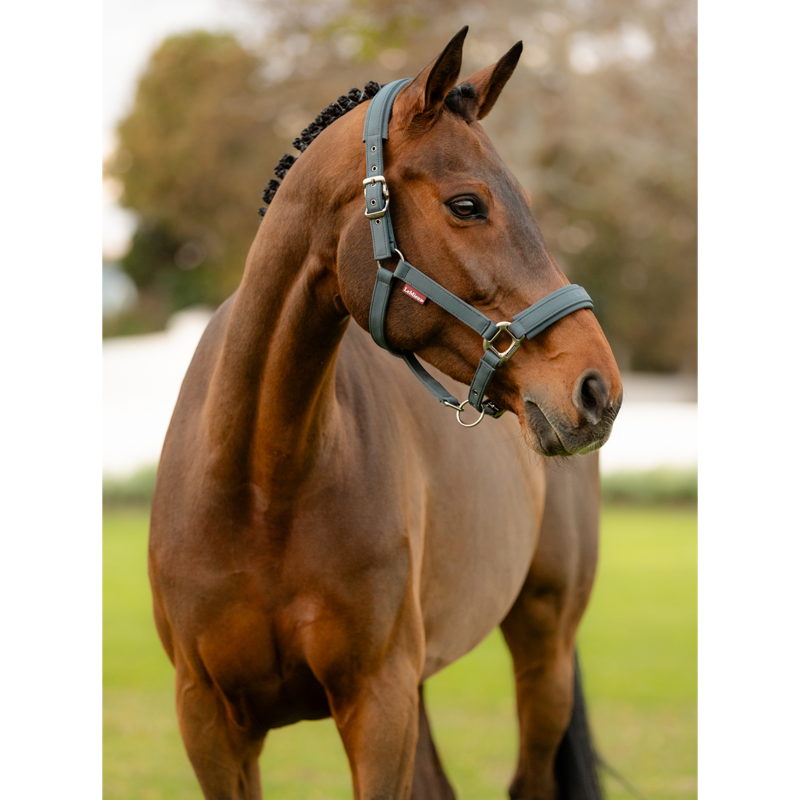 LeMieux Soft Shell Headcollar - Petrol-1