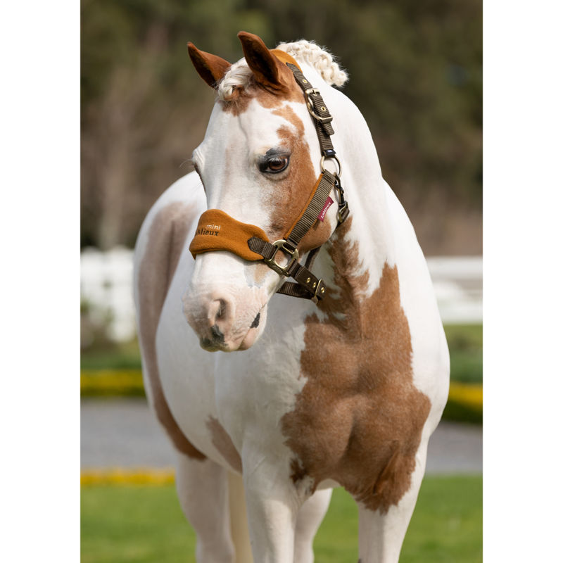 LeMieux Mini Vogue Headcollar - Alpine-2