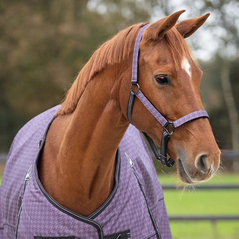 QHP Headcollar Set with Turnout Collection - Amethyst-2