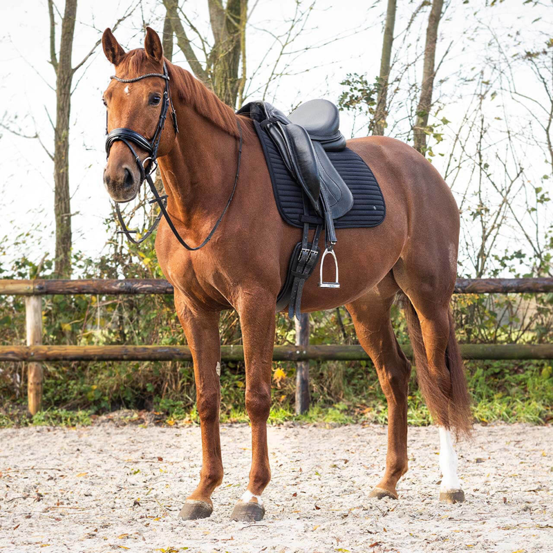 QHP Saddlepad Avélie Dressage - Black-4