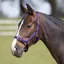 Bitz Everyday Adjustable Headcollar - Purple