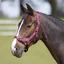 Bitz Everyday Adjustable Headcollar - Pink