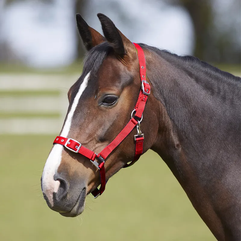 Bitz Everyday Adjustable Headcollar - Red