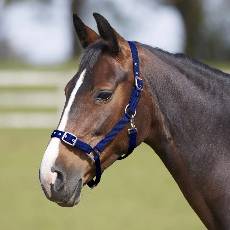 Bitz Everyday Adjustable Headcollar - Navy
