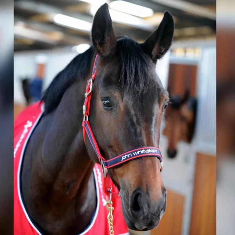 John Whitaker Padded Fleece Head Collar - Red/Navy