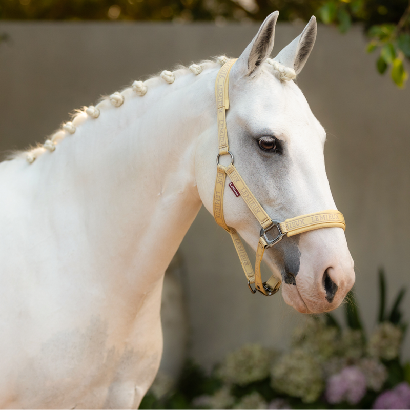 LeMieux Logo Headcollar - Mimosa-1