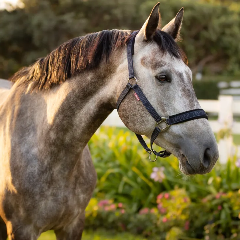 LeMieux Logo Headcollar - Navy-1