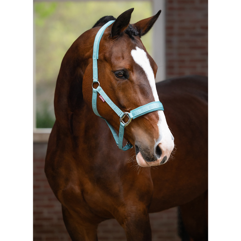 LeMieux Logo Headcollar - Lagoon-2