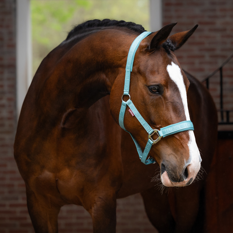 LeMieux Logo Headcollar - Lagoon-1