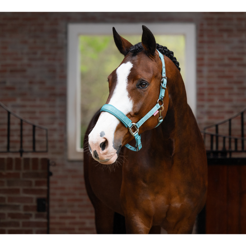 LeMieux Logo Headcollar - Lagoon-3