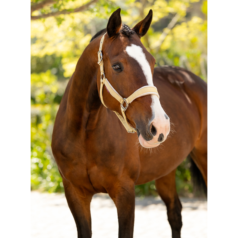 LeMieux Versailles Headcollar - Mimosa-1