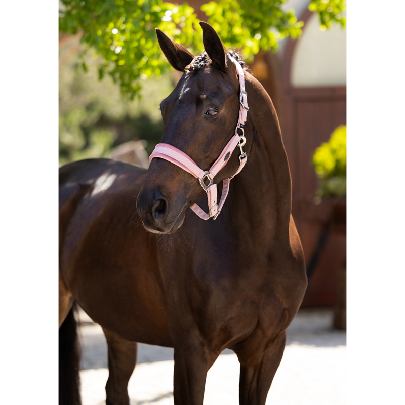 LeMieux Versailles Headcollar - Blossom-3