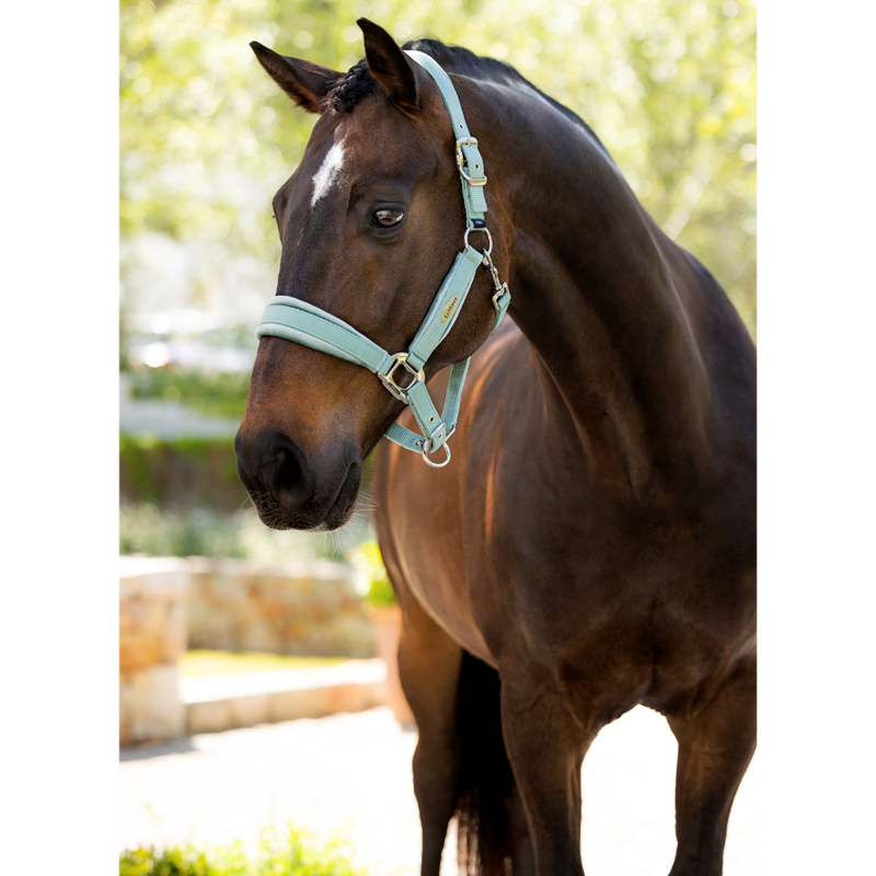 LeMieux Versailles Headcollar - Aqua-1