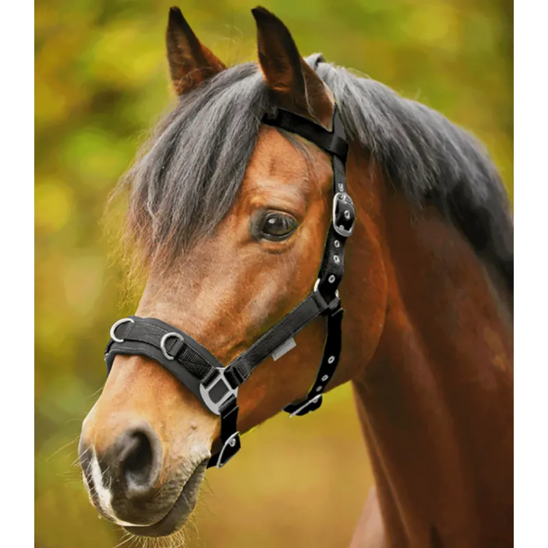 Waldhausen Economic Lunging Halter - Black
