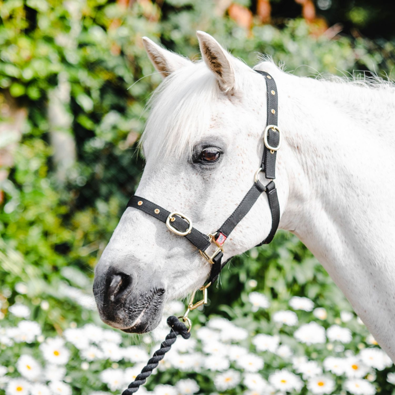 Equisential Nylon Headcollar - Black-1
