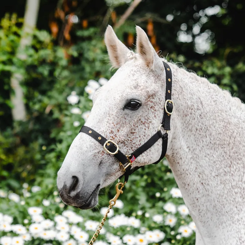 Equisential Nylon Headcollar - Black