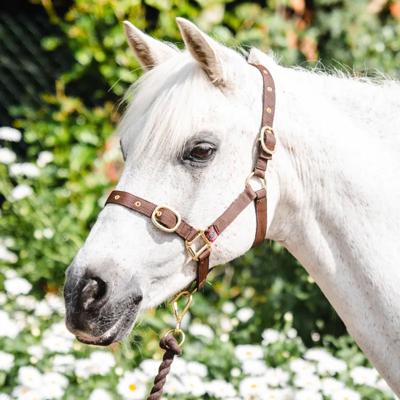 Equisential Nylon Headcollar - Brown